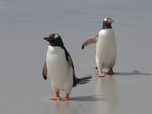 gentoo-penguins-337589_640